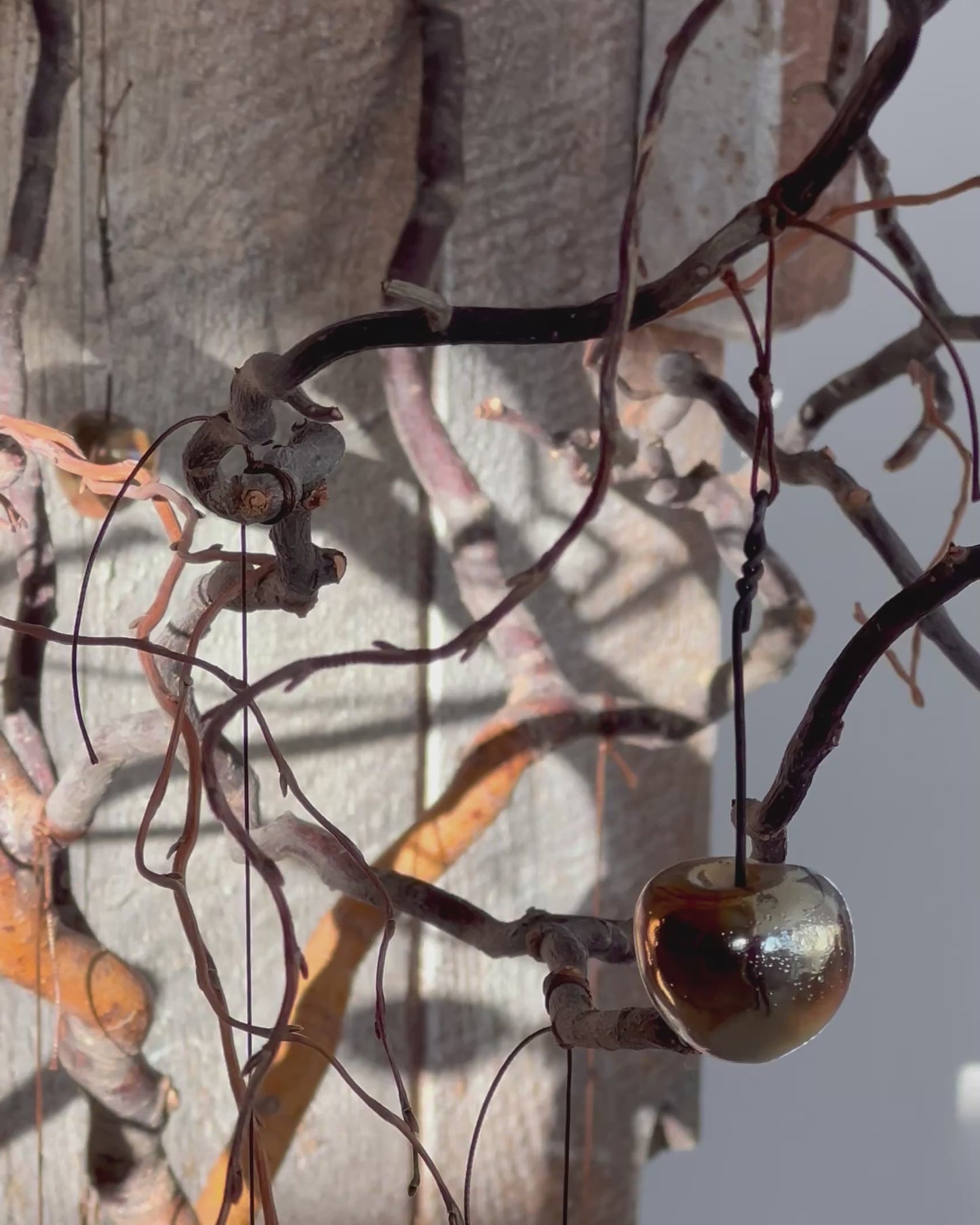 Video Einzelkirsche Iskra